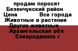 продам поросят .Безенчукский район  › Цена ­ 2 500 - Все города Животные и растения » Другие животные   . Архангельская обл.,Северодвинск г.